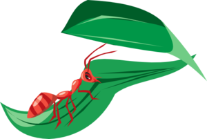 Red Ant On A Leaf Clip Art